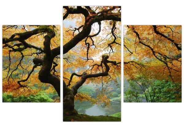 Tablou - Arțarul japonez galben, Portland, Oregon (90x60 cm)