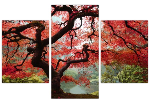 Tablou - Arțarul japonez roșu, Portland, Oregon (90x60 cm)