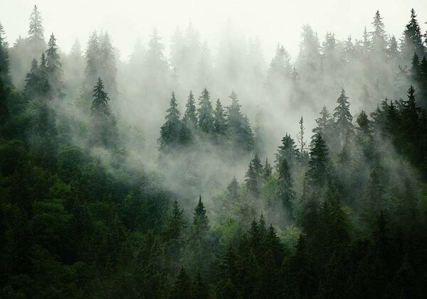 Fototapet cu o pădure în ceaţă - 13026 - Fototapet24