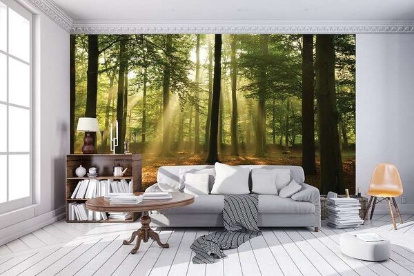 Tapet mural raze de soare în pădure - 10331 - Fototapet24