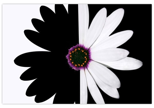 Tablou - Floare, alb- negru (90x60 cm)