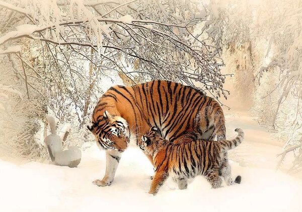 Fototapet cu animale, tigri siberieni iarna - 13004 - Fototapet24