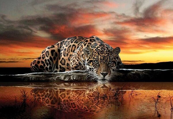Tapet mural cu animale, panteră (jaguar) - 126 - Fototapet24