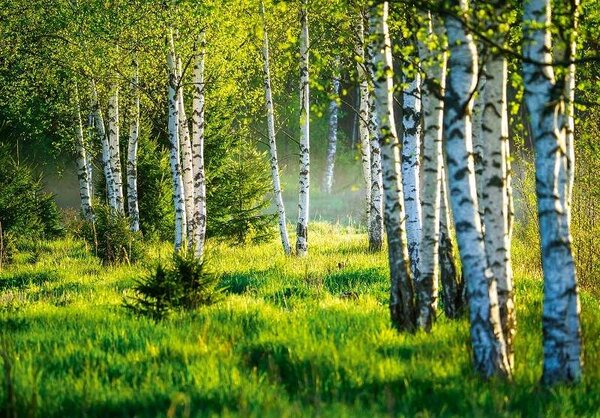 Fototapet pădure de mesteacăn - 14174 - Fototapet24