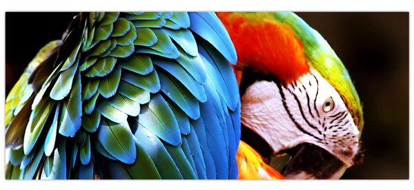 Tablou - Papagal (120x50 cm)