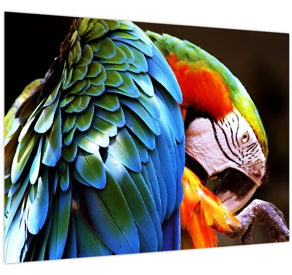 Tablou - Papagal (70x50 cm)