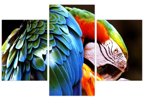 Tablou - Papagal (90x60 cm)
