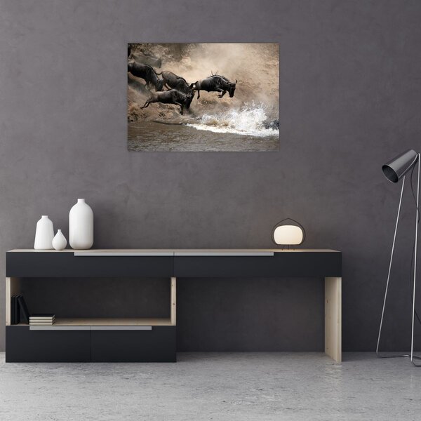 Tablou - Turmă de gnu (70x50 cm)