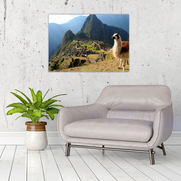 Tablou - Lama și Machu Picchu (70x50 cm)