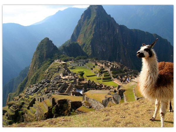 Tablou - Lama și Machu Picchu (70x50 cm)