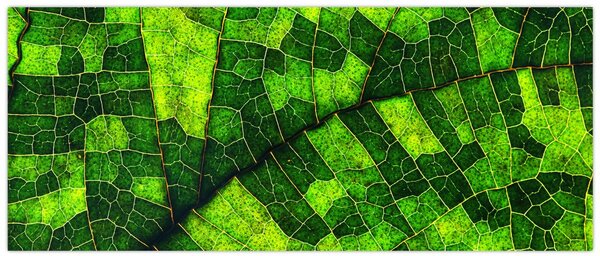 Tablou - Detaliu frunze (120x50 cm)