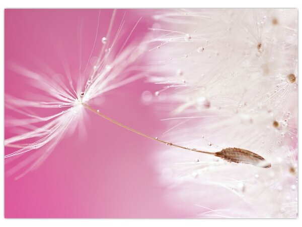 Tablou - Floare macro (70x50 cm)