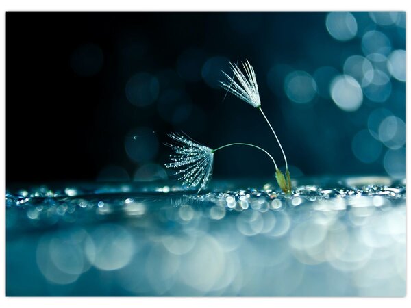Tablou - Macro (70x50 cm)