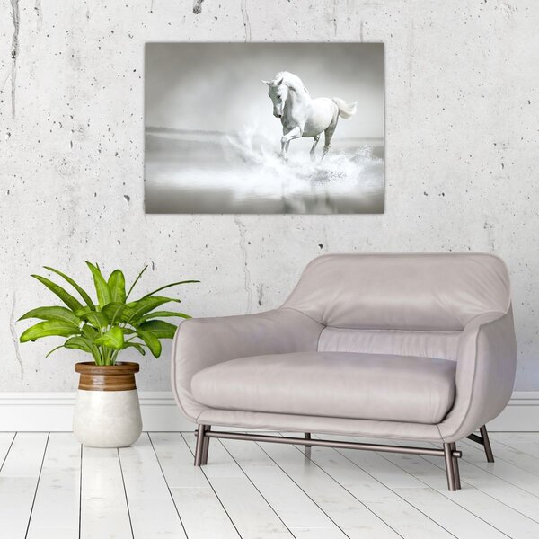 Tablou - Cal alb (70x50 cm)
