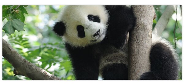 Tablou - Panda in copac (120x50 cm)