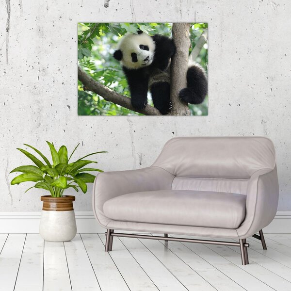 Tablou - Panda in copac (70x50 cm)