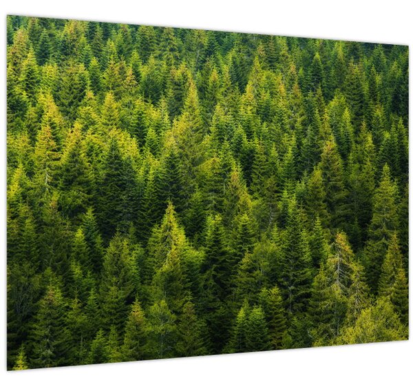 Tablou - Pădure deasă (70x50 cm)