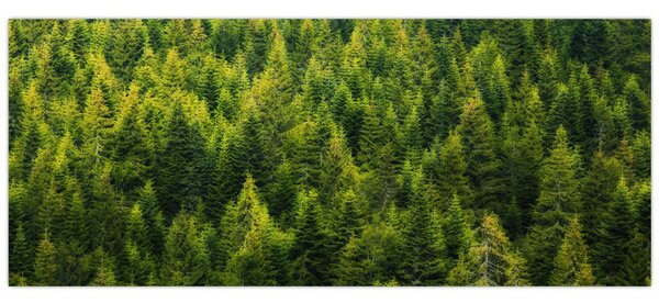 Tablou - Pădure deasă (120x50 cm)