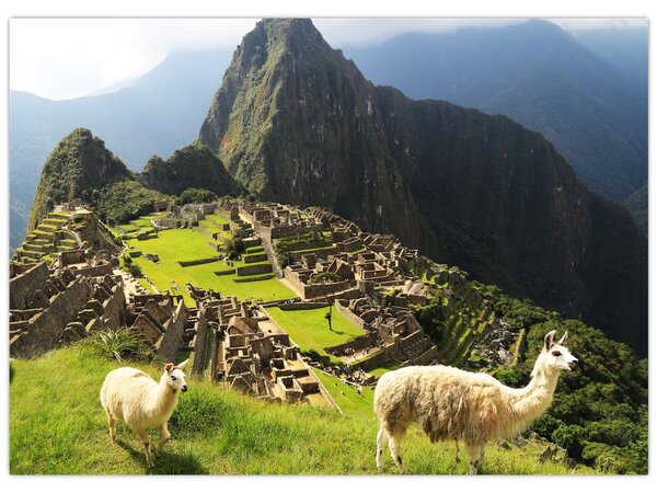 Tablou - Lame in Machu Picchu (70x50 cm)