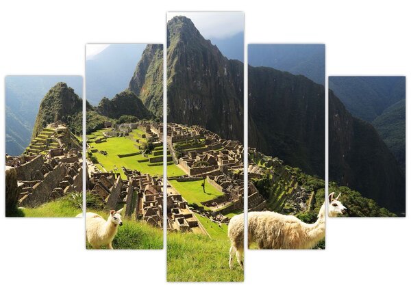 Tablou - Lame in Machu Picchu (150x105 cm)