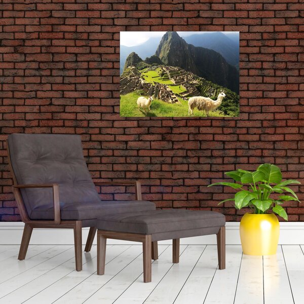 Tablou - Lame in Machu Picchu (70x50 cm)