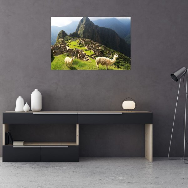 Tablou - Lame in Machu Picchu (90x60 cm)
