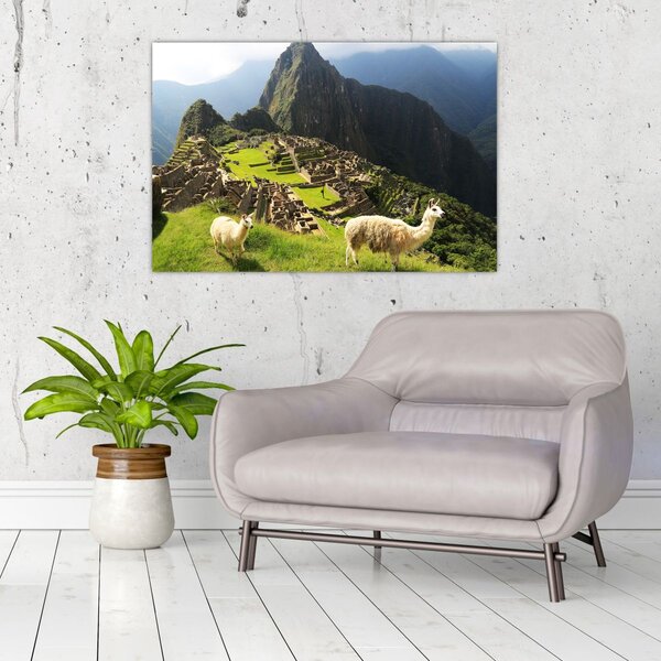 Tablou - Lame in Machu Picchu (90x60 cm)