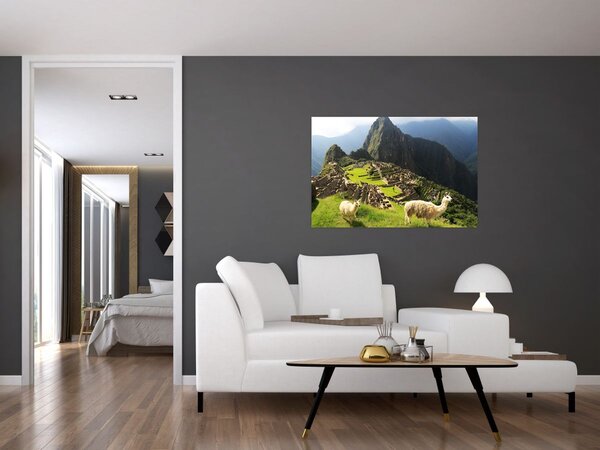 Tablou - Lame in Machu Picchu (90x60 cm)