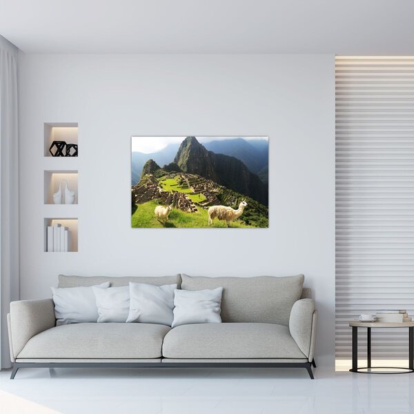 Tablou - Lame in Machu Picchu (90x60 cm)