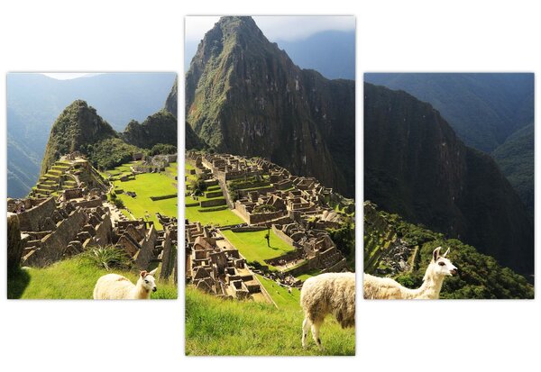 Tablou - Lame in Machu Picchu (90x60 cm)