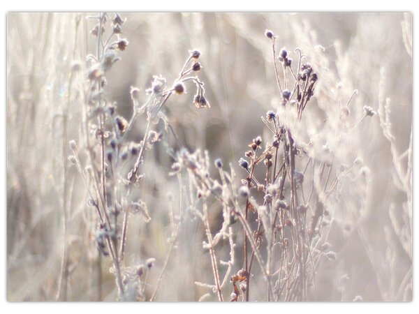 Tablou - Plante (70x50 cm)