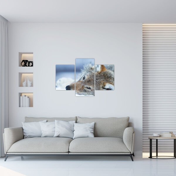Tablou - Lup (90x60 cm)
