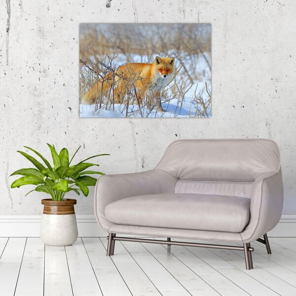Tablou - Vulpe (70x50 cm)