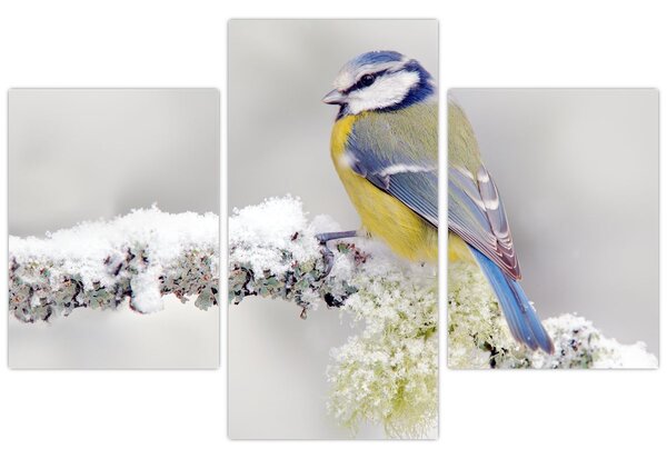 Tablou - Tit albastru în pădure (90x60 cm)