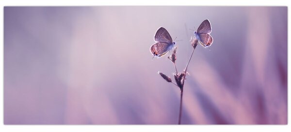 Tablou - Fluturi mov (120x50 cm)