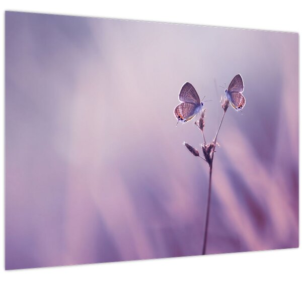 Tablou - Fluturi mov (70x50 cm)