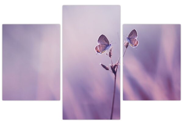 Tablou - Fluturi mov (90x60 cm)