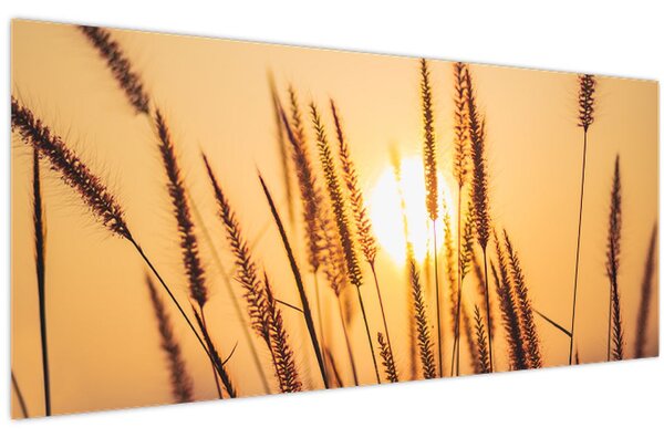 Tablou - Iarbă la soare (120x50 cm)