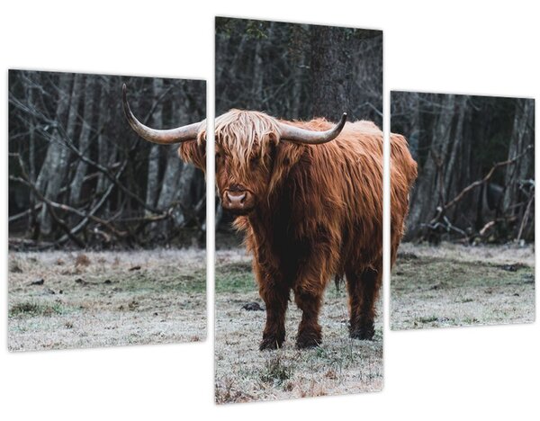 Tablou - Vacă scoțiană 2 (90x60 cm)