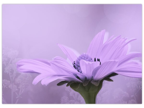 Tablou - Flori mov (70x50 cm)
