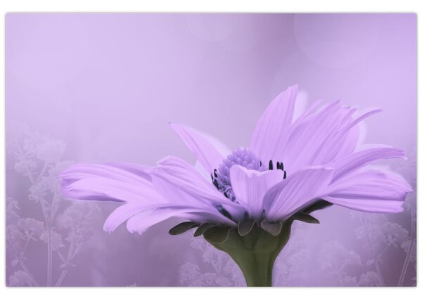 Tablou - Flori mov (90x60 cm)
