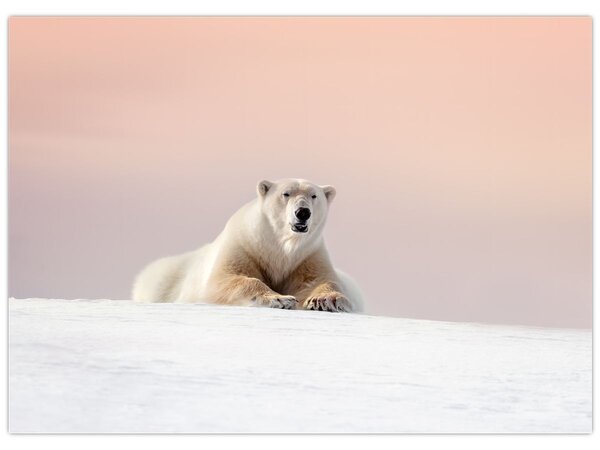Tablou - Urs polar (70x50 cm)