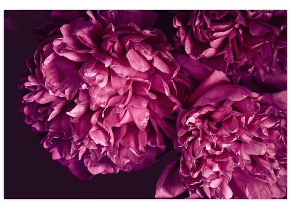 Tablou - Floarea bujorului (90x60 cm)