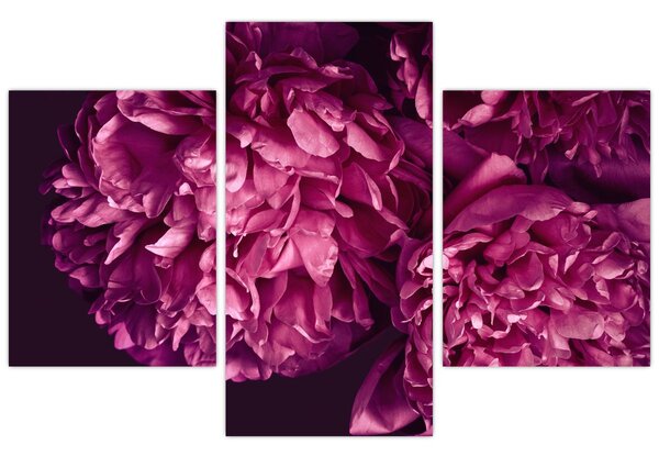 Tablou - Floarea bujorului (90x60 cm)