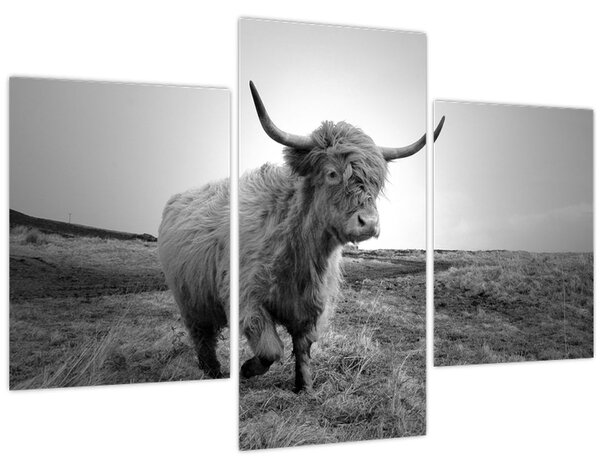 Tablou - Vacă scoțiană,alb-negru (90x60 cm)