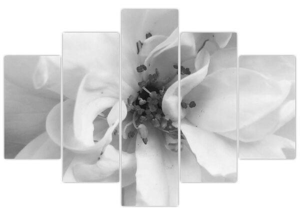 Tablou - Floare,alb-negru (150x105 cm)