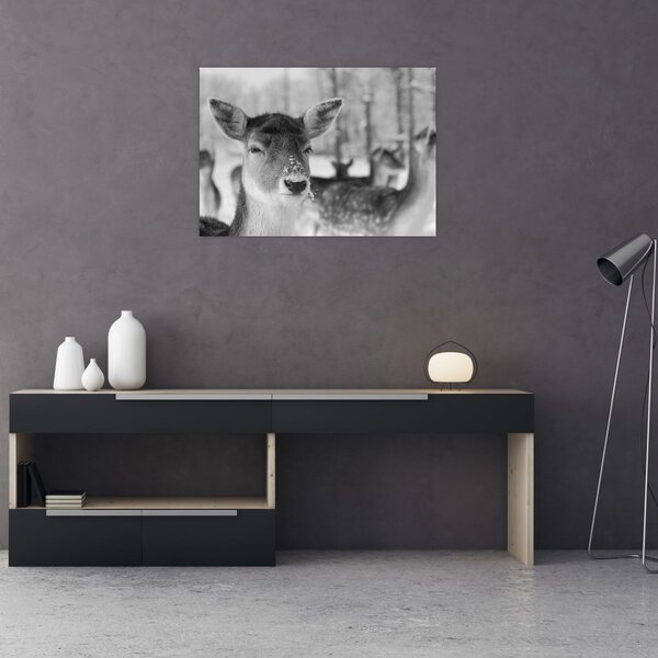 Tablou - Cerbi,alb-negru (70x50 cm)