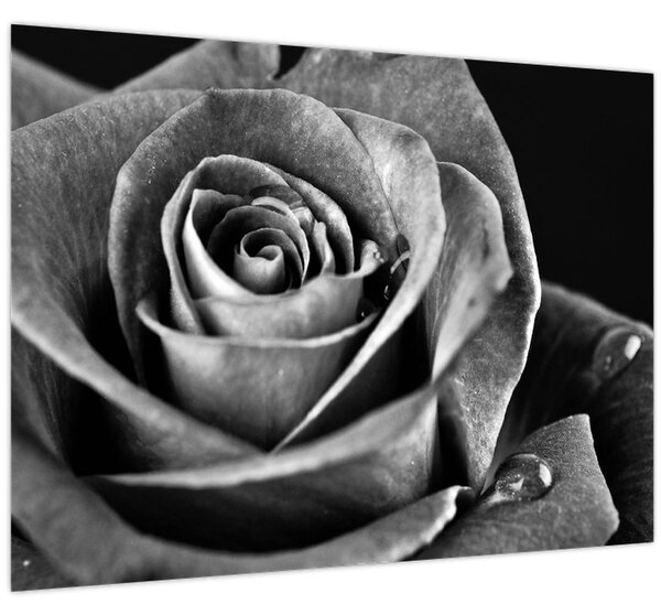 Tablou - Trandafir,alb-negru (70x50 cm)