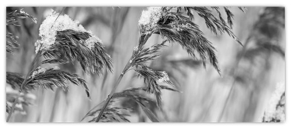 Tablou - Tei,alb-negru (120x50 cm)