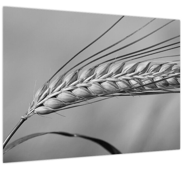 Tablou - Grâu,alb-negru (70x50 cm)